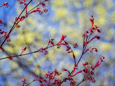 Budding out Japaneese Maple