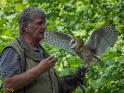 Dale and the Northern Barn Owl
