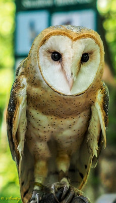 Northern Barn Owl
