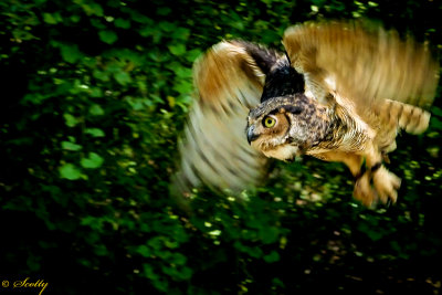 Boo in flight