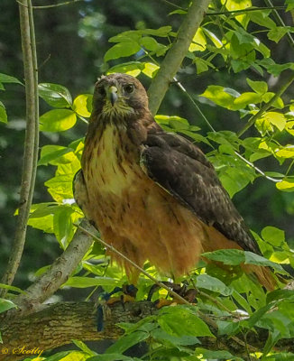 Red Tailed Hawk