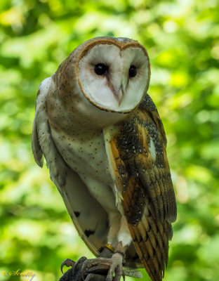 Northern Barn Owl Olive