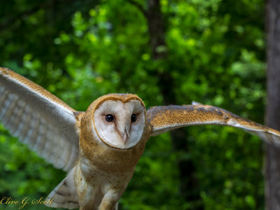 Northern Barn Owl