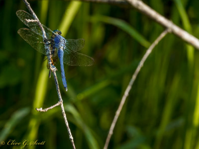 Dragon Fly