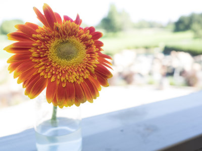 Daisy