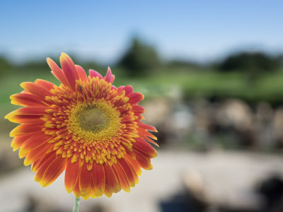 Daisy 