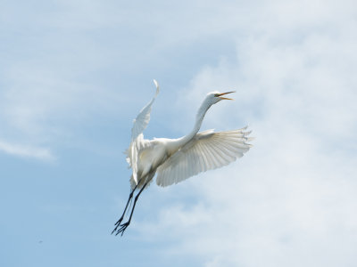 Crane Original