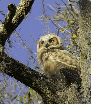 Owl fledgling