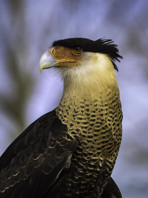 Mexican Hawk