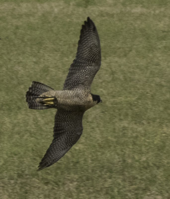 Perigrin Falcon
