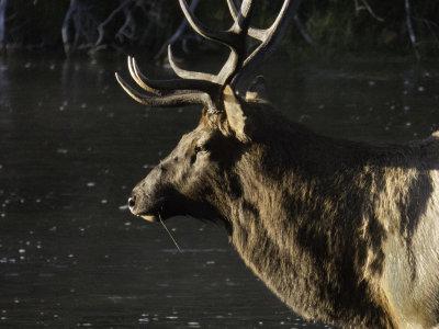 Bull Elk
