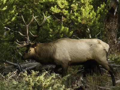 Elk .jpg