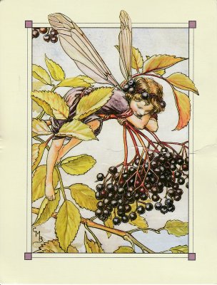 Elderberry (Mustaselja)