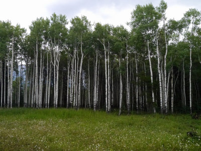 P1000388.jpg