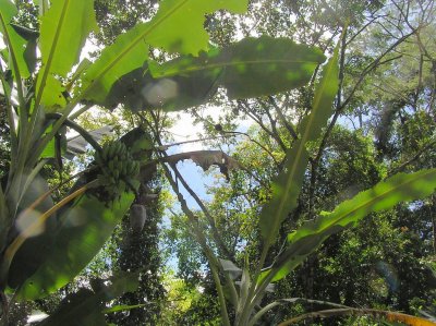 Selva Verde Rain Forest Reserve
