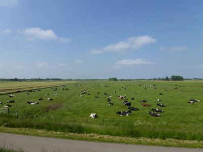 Veel koeien in de wei.