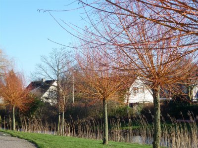 Mooie bomen