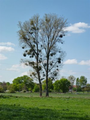 Maretak, Vogellijm of Mistletoe