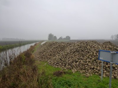 Suikerbieten ?