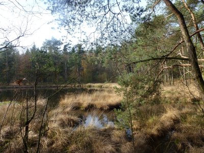 Vennetje Ossenkolk