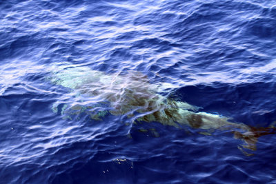 Dolphin - Malta