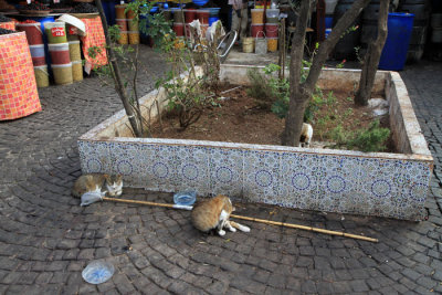 Casablanca Medina - cats everywhere