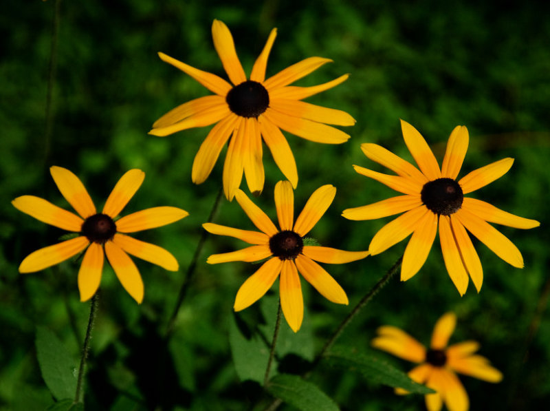  Susans  