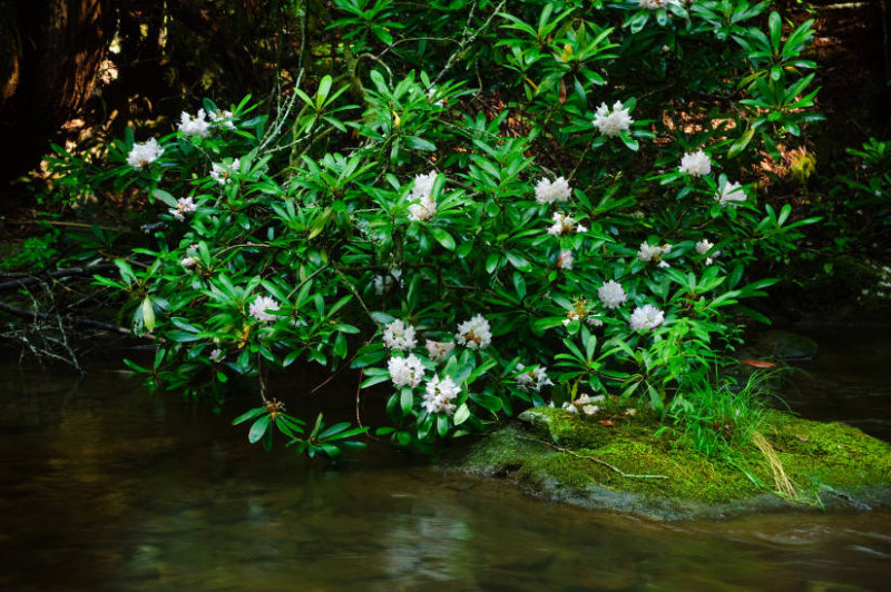  Rhododendron Along The Stream 