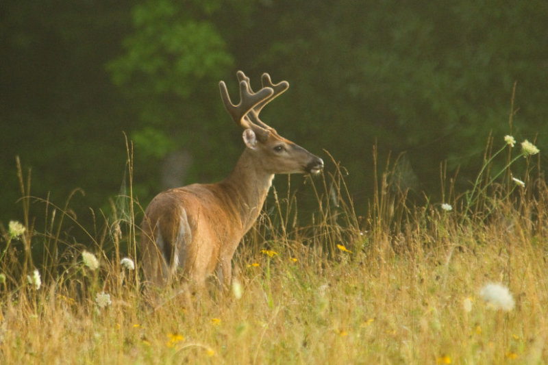 Eight Point Morning