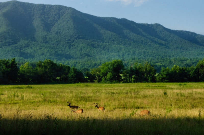 Mountain View Bucks