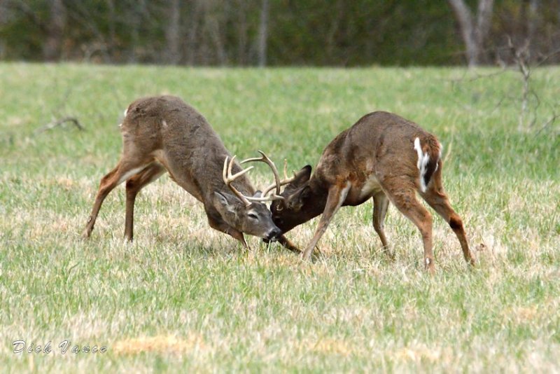 JPG CS DV 6 Buck Fight DSC_4670_472.jpg