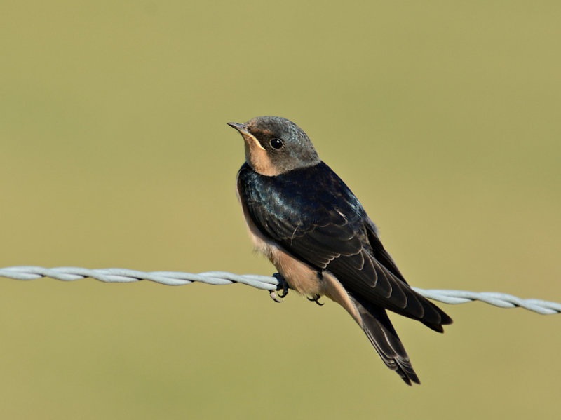 Young Barn Swallow
