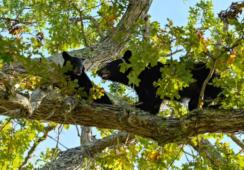 JPG CS 1 Mom Cub          -2178.jpg