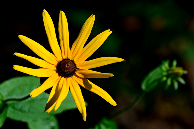  Black-Eyed Susan 