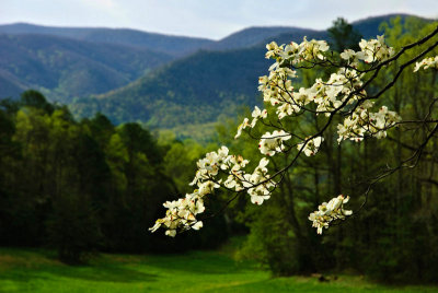 Springtime In The Smokies