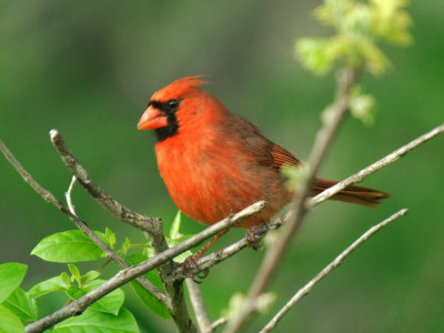  Cardinal 