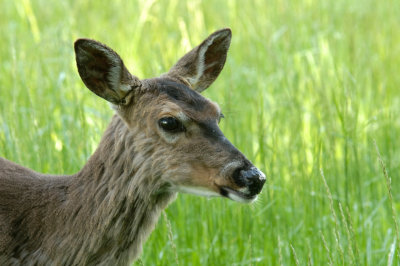Doe 