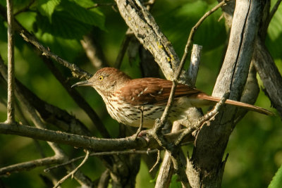  Brown Thrasher