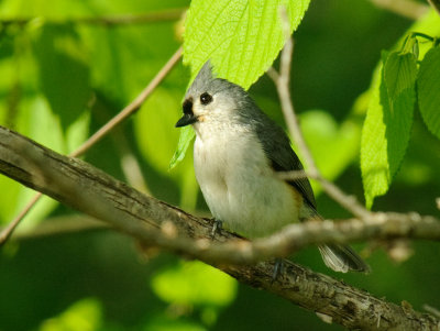 Tufted Titmouse