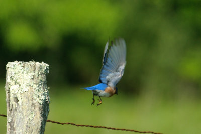  Flyaway 