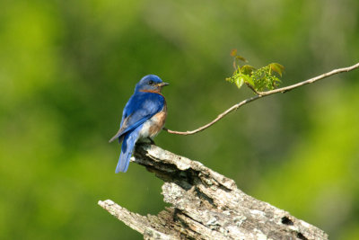  Bluebird 
