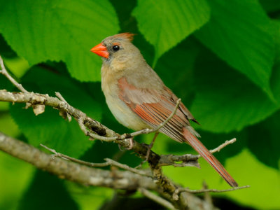  Lady Cardinal 
