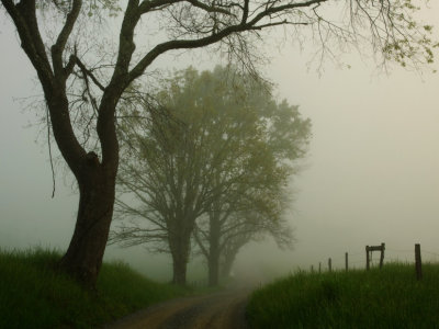 Foggy Morning