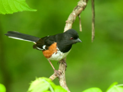  Male Eastern Towhee 