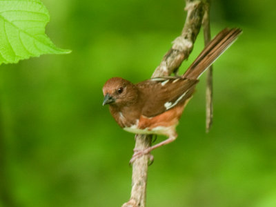  Female Eastern Towhee 