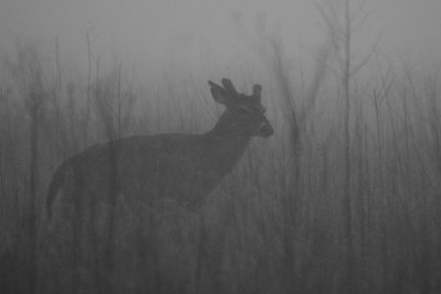 Lost In The Fog?