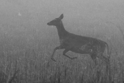  Prancer 