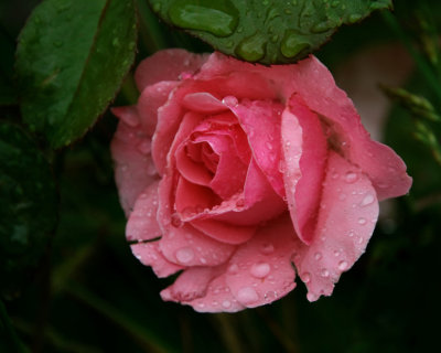 Rainy Day Rose