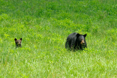 Mama Bear & Cub 