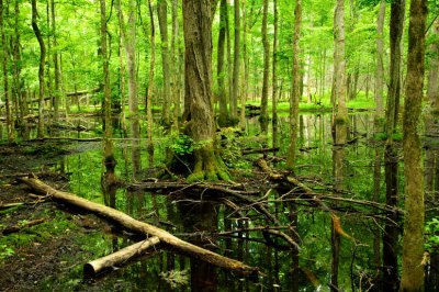 Swampy 